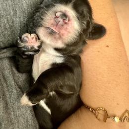 Cocker Spaniel Puppies from Priceless Pups