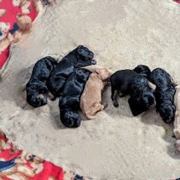 Aussiedoodle, Australian Shepherd, Bernedoodle, Cockapoo, and Poodle Puppies from Sis' Doodles & Poodles