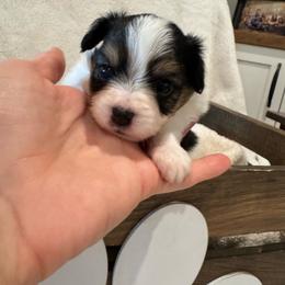 Wilmington - White black and tan male Papillon puppy in West End, North Carolina from Papillons in the Pines