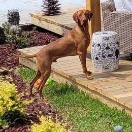 Ranger - Vizsla