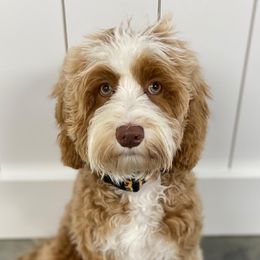 Lemon - Australian Labradoodle