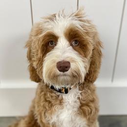 Lemon - Australian Labradoodle