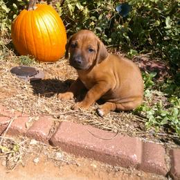 Wes - Rd whtn blk nose male Rhodesian Ridgeback puppy in Carney, Oklahoma from River Run Parson Russell terriers & River Run Ridgebacks
