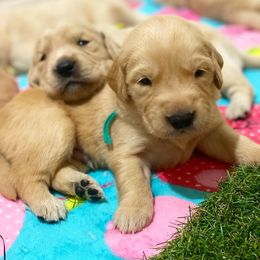 Golden Retriever Puppies from Bear State Goldens