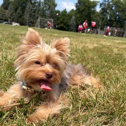 Camila🎀 - Yorkshire Terrier