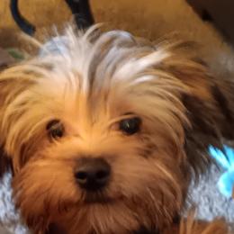 Yorkshire Terriers from Ronda's Yorkshire Terriers