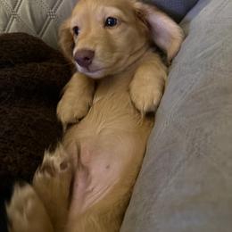 Chunk - Cream male Dachshund puppy in Easley, South Carolina from Castle Hill Doxies, LLC
