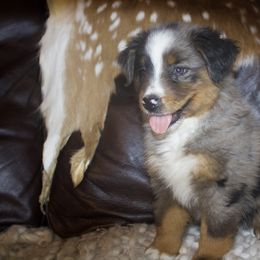 Noa skye - Blue merle Miniature Australian Shepherd puppy in Berryville, Arkansas from 2Lazy2P Mini Aussies