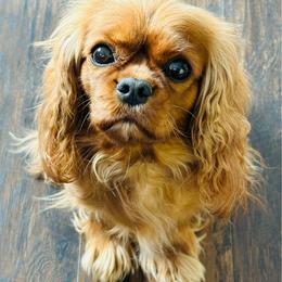 Maja - Ruby female Cavalier King Charles Spaniel puppy in Tunbridge, Vermont from Solheimar
