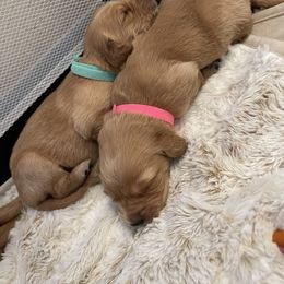 Golden Retriever Puppies from Tradershire Goldens