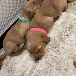 Golden Retriever Puppies from Tradershire Goldens
