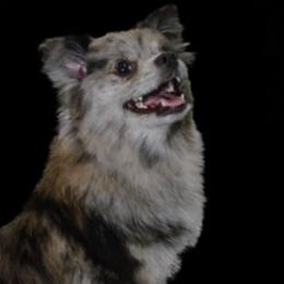 Ruby - Pomeranian
