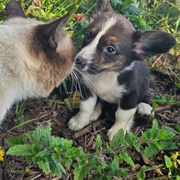 Girl 1 - Black and white female Cardigan Welsh Corgi puppy in Middleport, New York from AroHawk Corgis