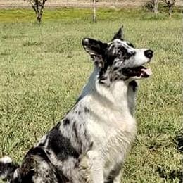 Zara - Border Collie