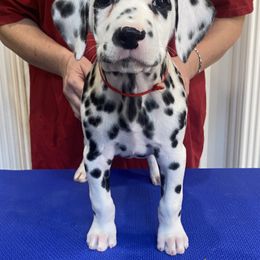 Sriracha - Dalmatian puppy from Sweet Street Dalmatians