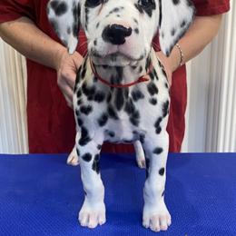 Sriracha - Dalmatian puppy from Sweet Street Dalmatians