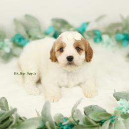 Basil (White Collar Girl) - Blenheim female Cavapoo puppy in Republic, Missouri from Red Skye Puppies