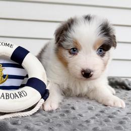 Captain - Blue merle male Australian Shepherd puppy in Kearney, Nebraska from Helix Aussies