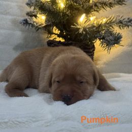 Pumpkin - Yellow female Labrador Retriever puppy in Tigard, Oregon from Morrison Labrador Retreivers