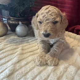 Risky (black) - Cream male Goldendoodle puppy in Fayettville Ar, Arkansas from Ozark Bulldogs and doodles
