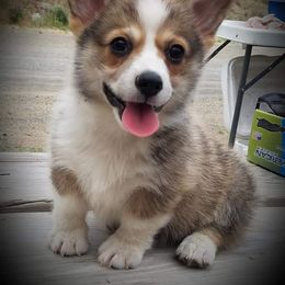 Pembroke Welsh Corgi Puppies from Iron Moss Ranch