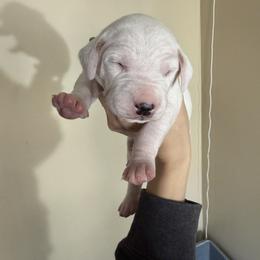 Male 2 - White and lemon male Dalmatian puppy in Louisa, Virginia from Dalmatian Creation LLC