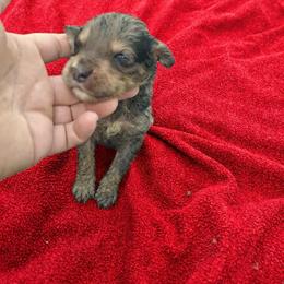 Red baby 1950 - Chocolate merle male Bernedoodle puppy in Lafayette, Alabama from Williams Lake Kennels