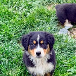 Kisses (green collar) - Black tri-color male Australian Shepherd puppy in Ashland, Ohio from SS Australian Shepherds