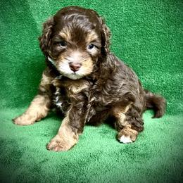 Bernedoodle and Cavapoo Puppies from Colorful-K9'S