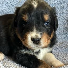 Calliope(has tail) - Black tri-color female Australian Shepherd puppy in Butler, Georgia from Aussies at Howling Hill Farm