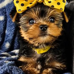 Yorkshire Terrier Puppies from HelloBeautifulYorkies