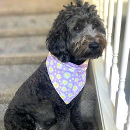 Tully - Goldendoodle