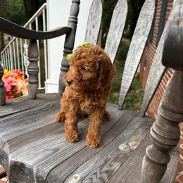 Betsy - Red  female Poodle puppy in Mint Hill, North Carolina from DoodleForever