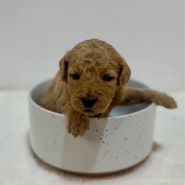 Pearl - Apricot female Goldendoodle puppy in Kenansville, North Carolina from J+A Family Doodles