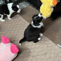 Border Collie Puppies from Roaring River Border Collies