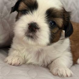 Brenda Sultan's Star - Gold and white female Shih Tzu puppy in Moore, South Carolina from Ganna's Shih Tzus