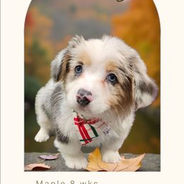 KitKat - Blue merle and white female American Corgi puppy in Mansfield, Ohio from Moonrise corgis