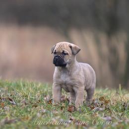 Onyx - Fawn female Cane Corso puppy in Cable, Ohio from Americana Cane Corso