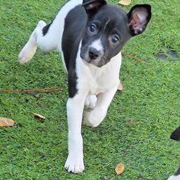Howdy - Black and white male Rat Terrier puppy in Ukiah, California from Mysthaven Rat Terriers