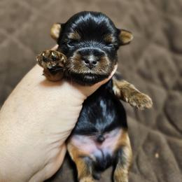 Pomeranian and Yorkshire Terrier Puppies from Pam Ackley