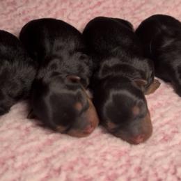 Yorkshire Terrier Puppies from Heaven_sent_toy_yorkies