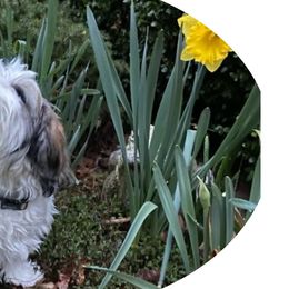 Poodles, Shihpoos, Shih Tzus, Shorkies, and Yorkipoos from Oodles of Poodles & Doodles