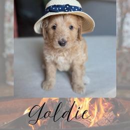 Goldie - Red female Bernedoodle puppy in Gales Ferry, Connecticut from Schweers Goldens and Doodles