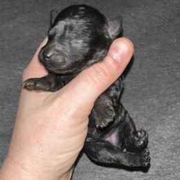 Rome - Black male Poodle puppy in Travelers Rest, South Carolina from Cotton Top