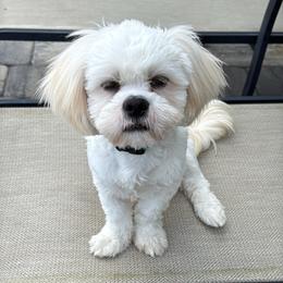 Titus - Lhasa Apso
