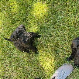 Kerry Blue Terrier Puppies from Costerra Kerry Blue Terriers