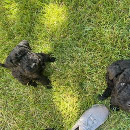 Kerry Blue Terrier Puppies from Costerra Kerry Blue Terriers