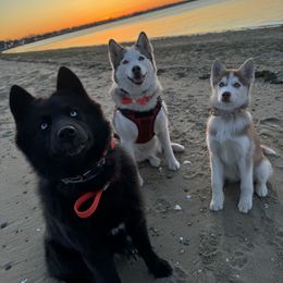 Siberian Husky Puppies from Young Orchard Siberians