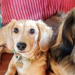 Golden Retrievers from Sunwell Golden Retrievers