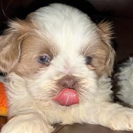 Parti Boy - Lilac male Shih Tzu puppy in Albany, New York from Precious Shihpoo’s and Luxurious Shih Tzu’s
